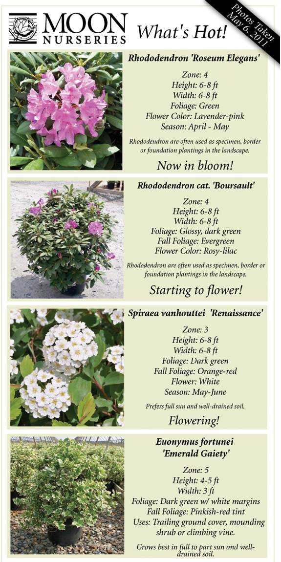 Hot plant picks of the week Moon Nurseries