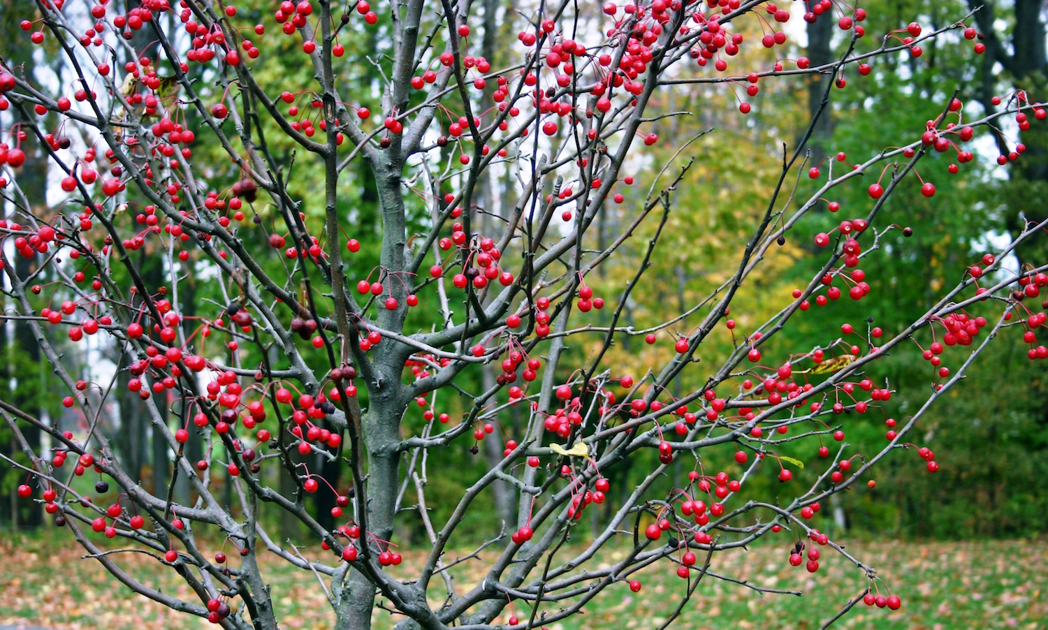 Winterberry is Coming... Moon Nurseries