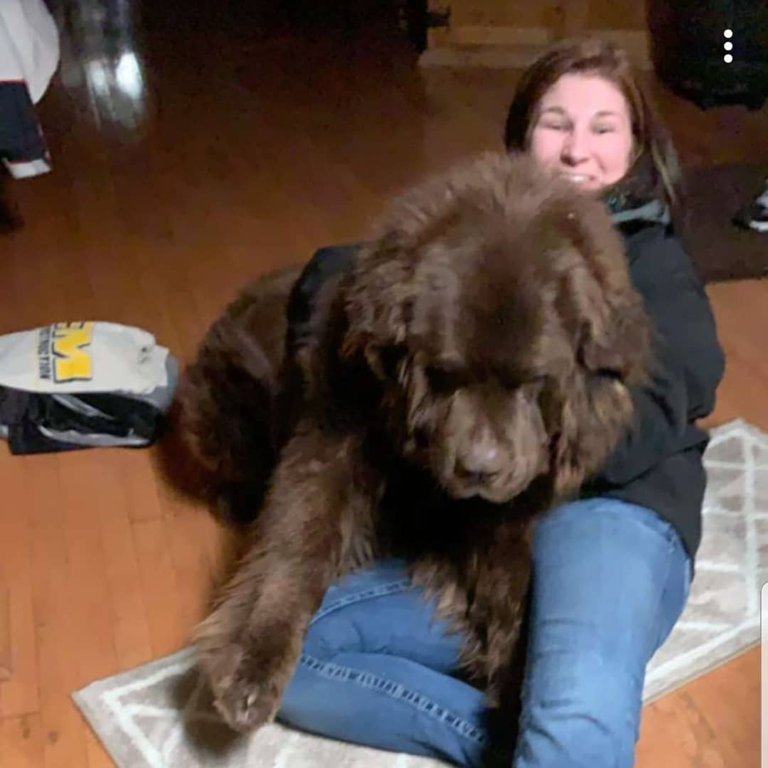 What Is A Fluffy English Mastiff