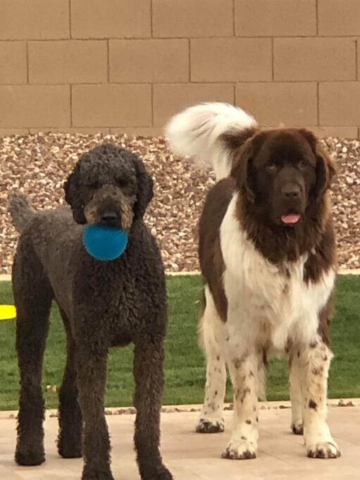 Moore Newfies Experienced Newfoundland Breeder in Colorado