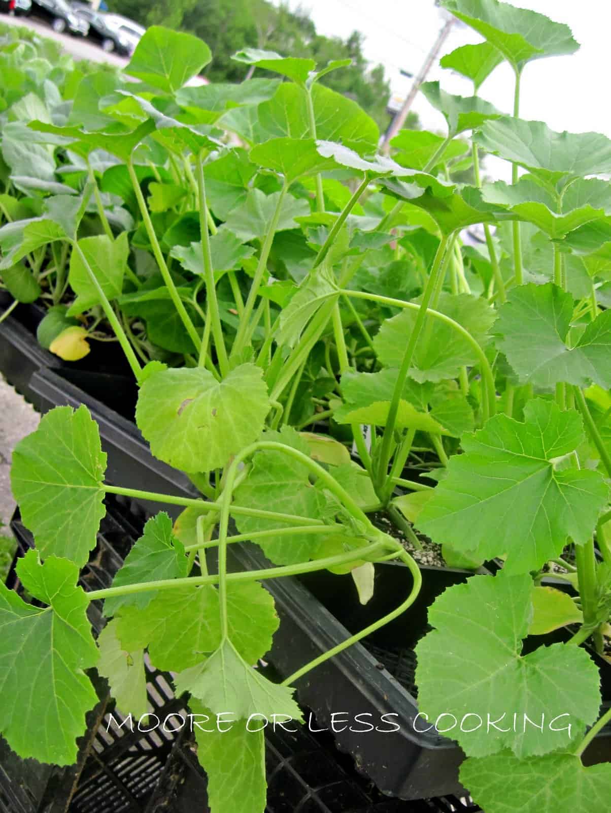 LONG SHADOW FARM MORRILL MAINE Farmers Market Moore or Less Cooking