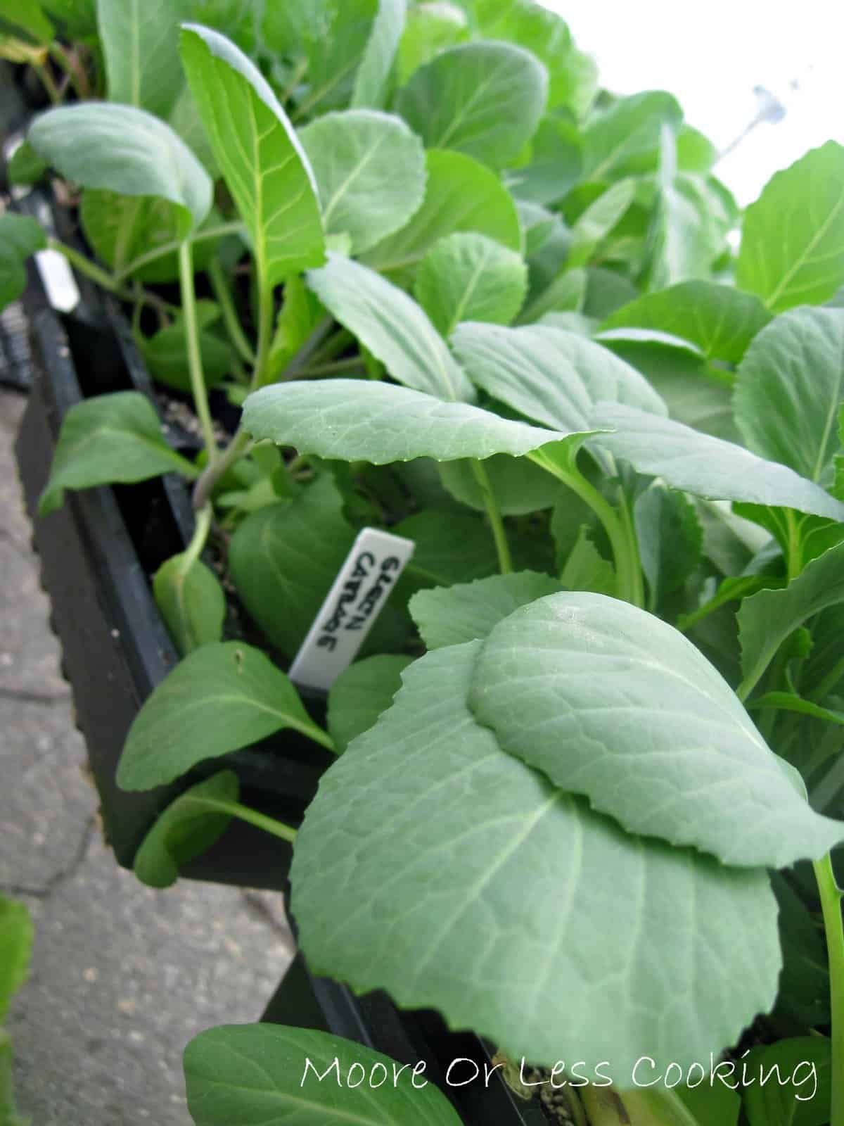 LONG SHADOW FARM MORRILL MAINE Farmers Market Moore or Less Cooking