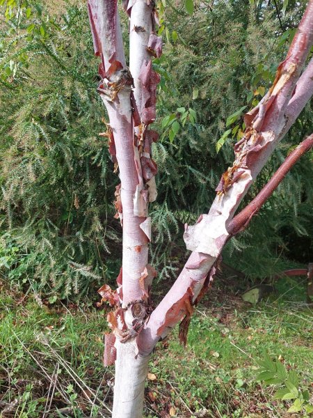 Gallery Moors Meadow Open Gardens and Nursery Bromyard Herefordshire