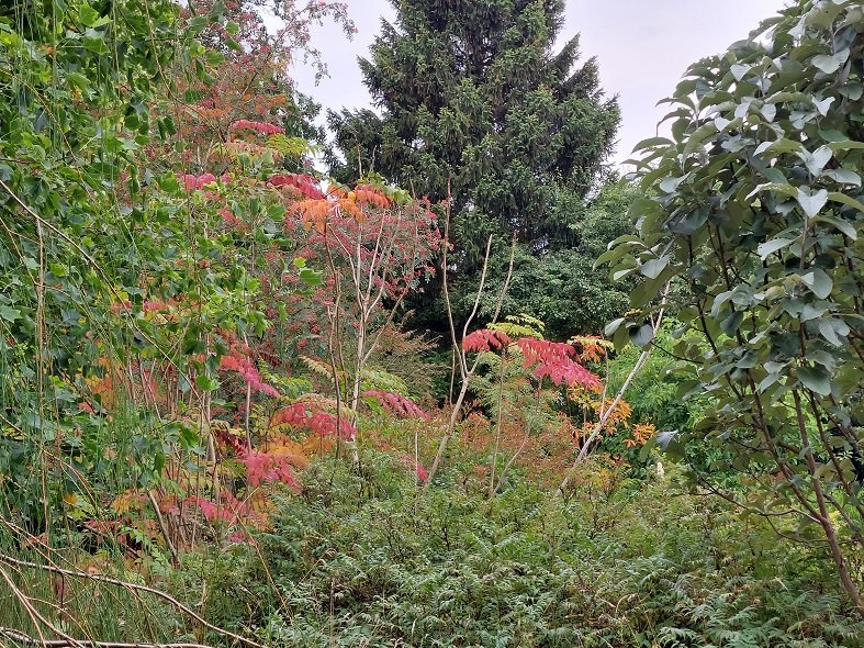 Gallery Moors Meadow Open Gardens and Nursery Bromyard Herefordshire