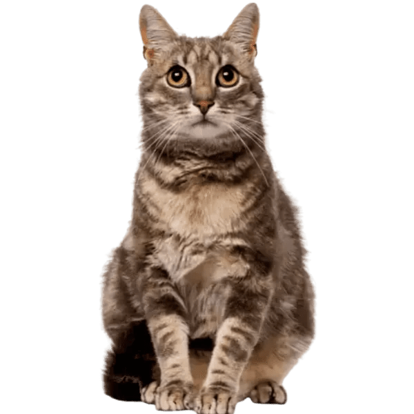 Custom Cat Flap Covers