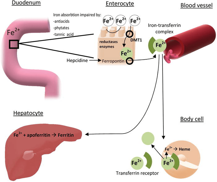 Anemia Study Guide Notes Vocabulary, Types of Anemia, Heme Breakdown