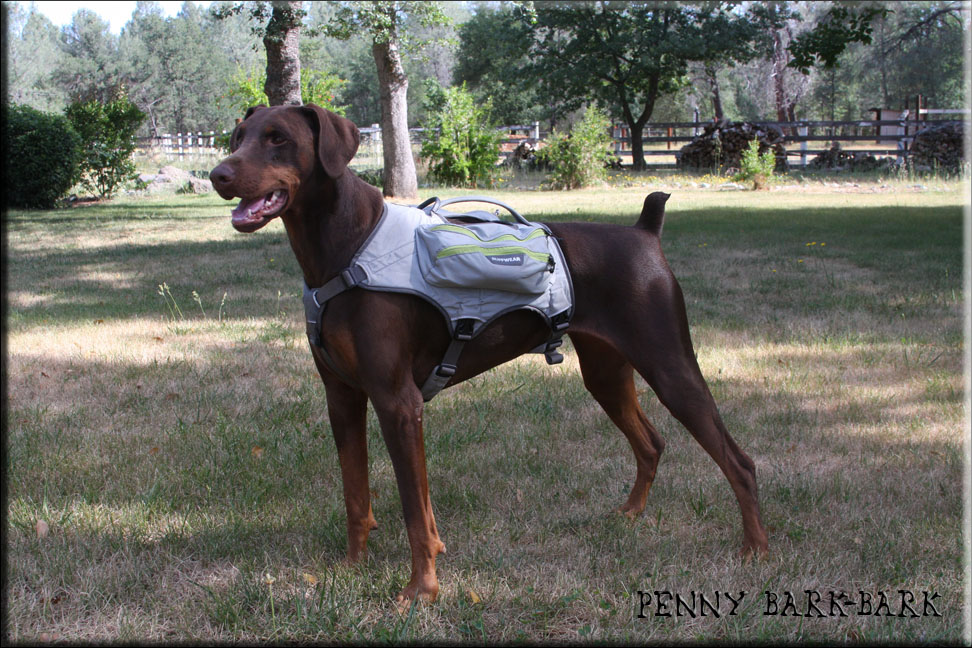Ruffwear Singletrak Review (Backpack) Penny BarkBark