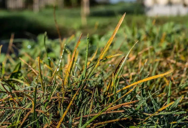 Gazonziekten en Schimmels Herkennen & Bestrijden MOOWY