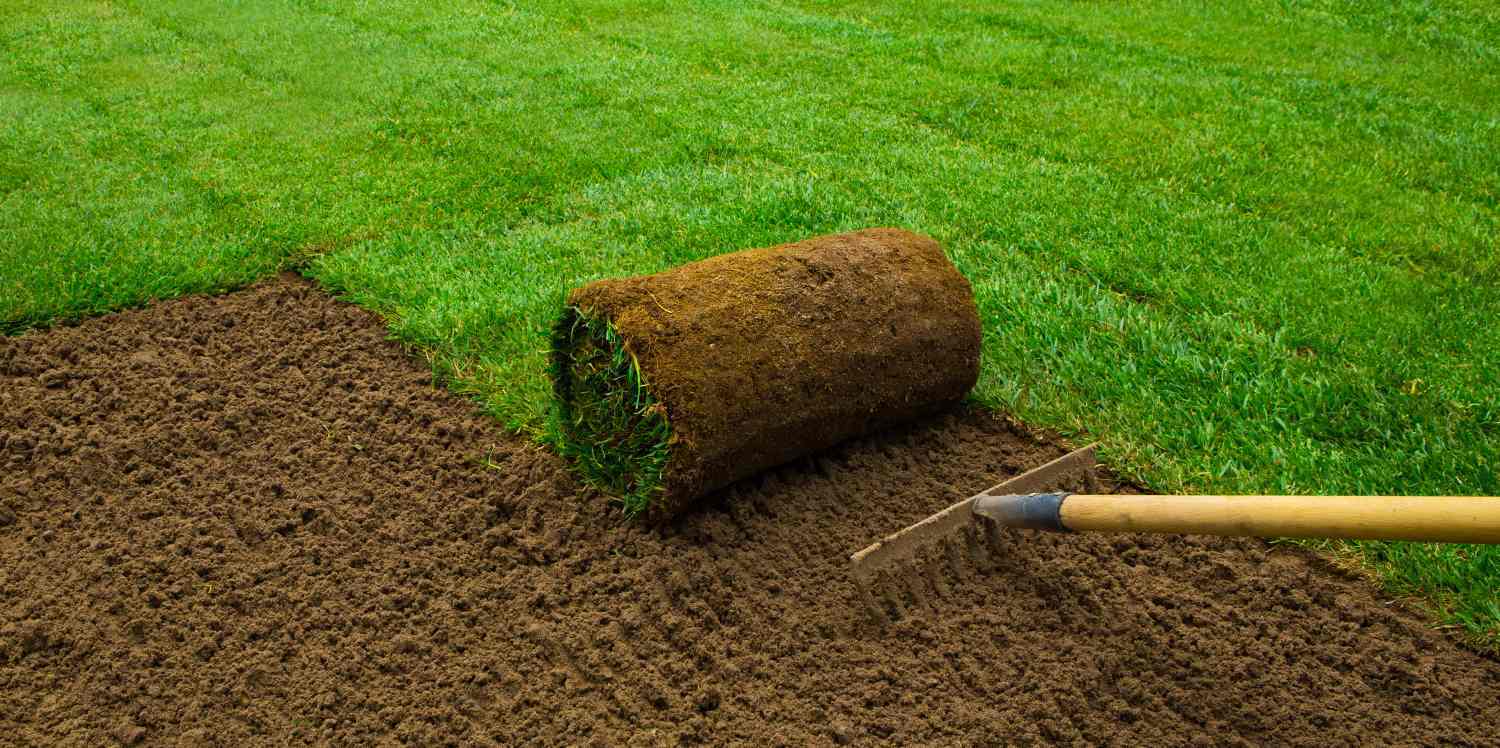 Grass Seed Vs Turf? Which is right for you? MOOWY