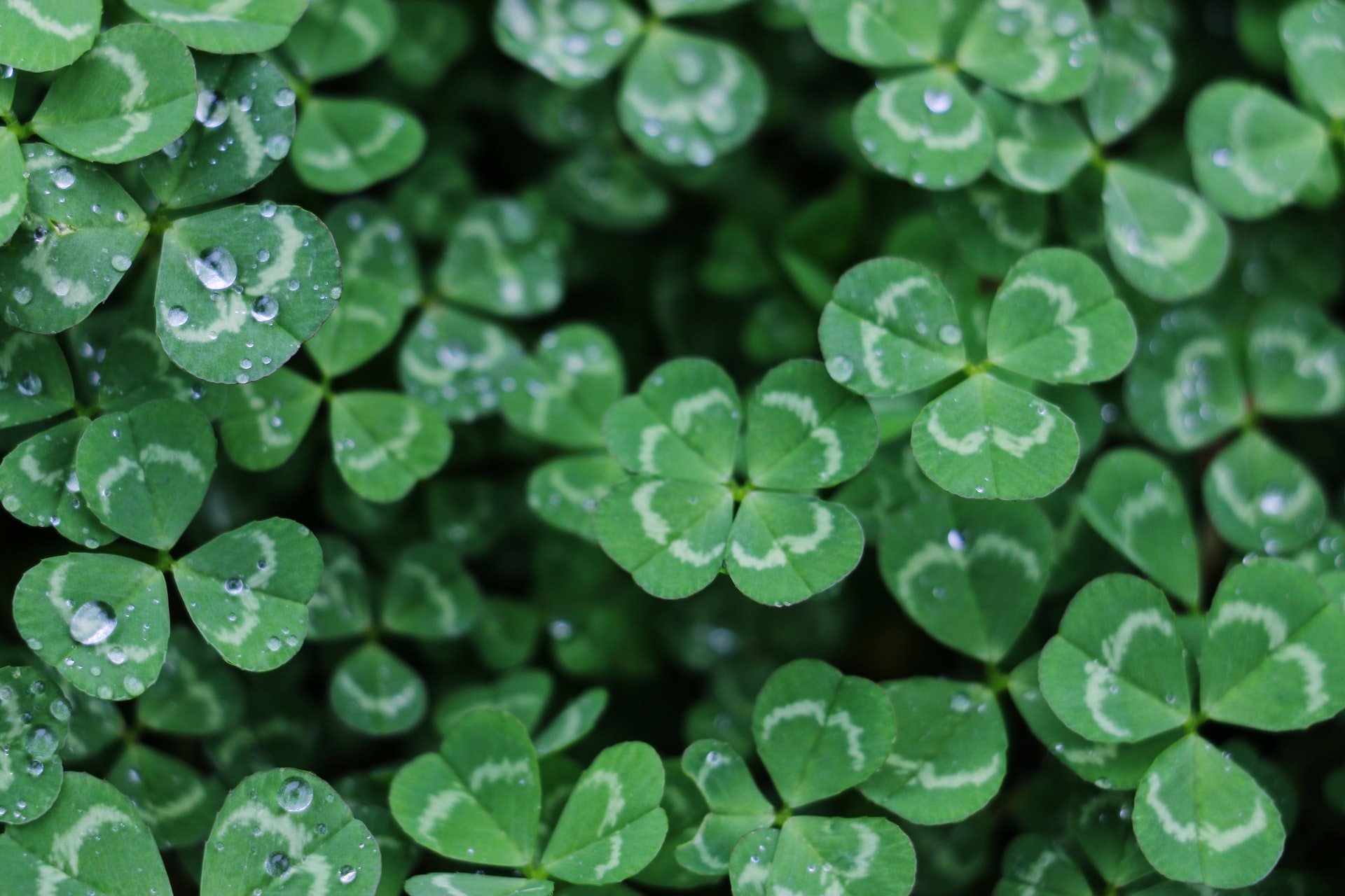How to Get Rid of Clover in Your Lawn MOOWY