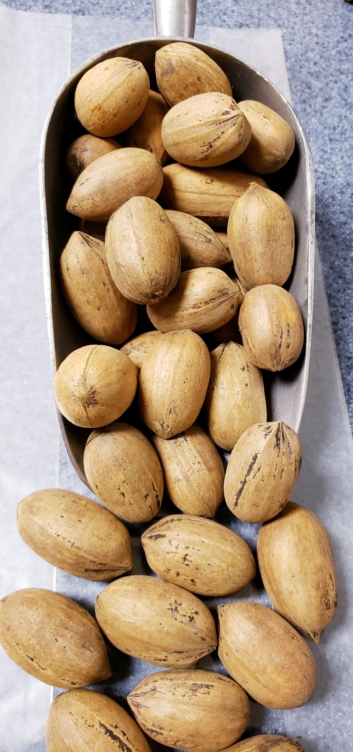 Gallery Missouri Northern Pecans Growers