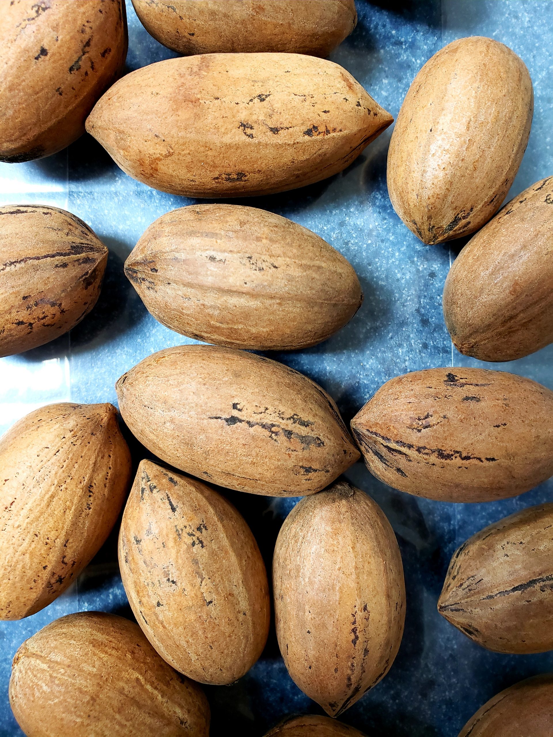 InShell Pecans Missouri Northern Pecans Growers