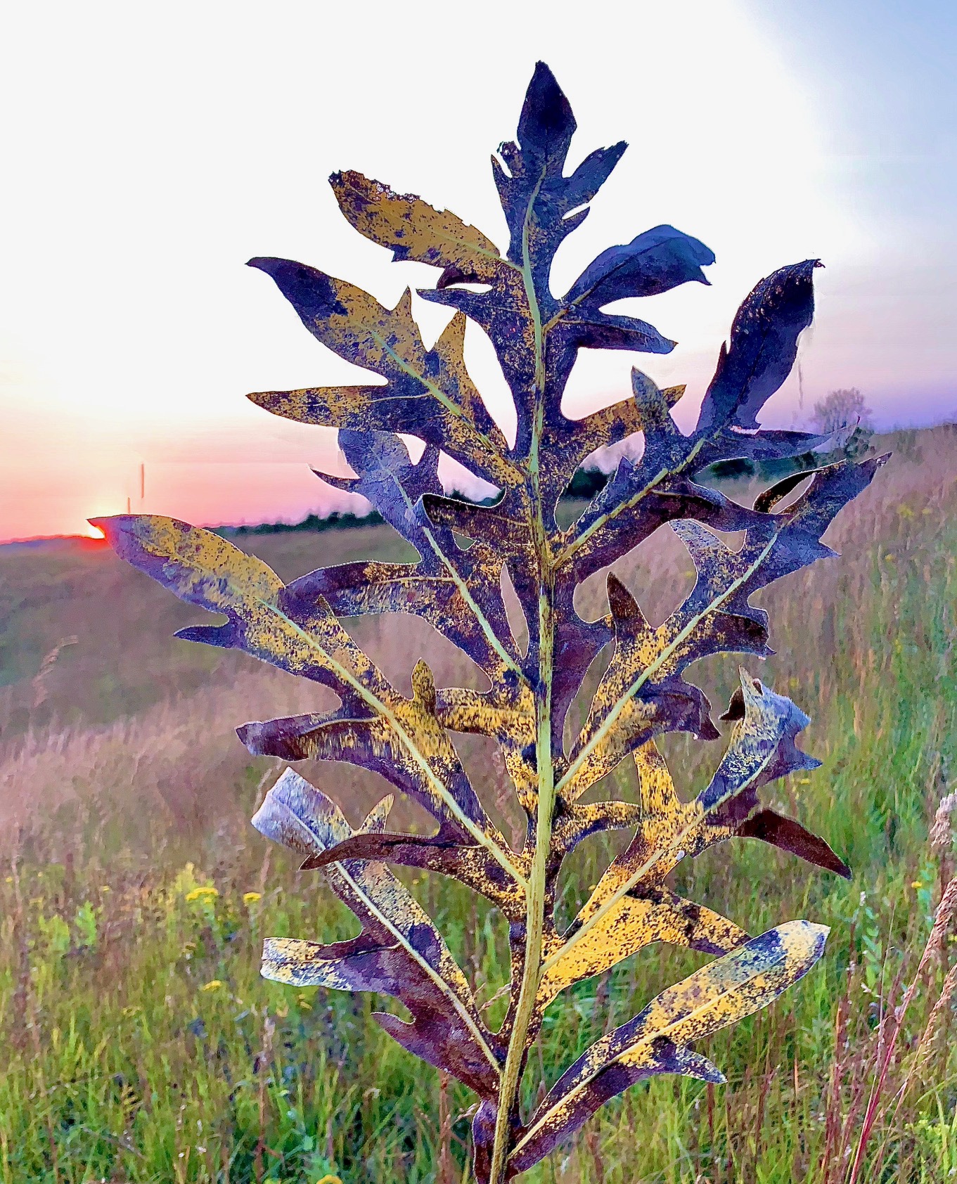 Runge Prairie Missouri Prairie Foundation