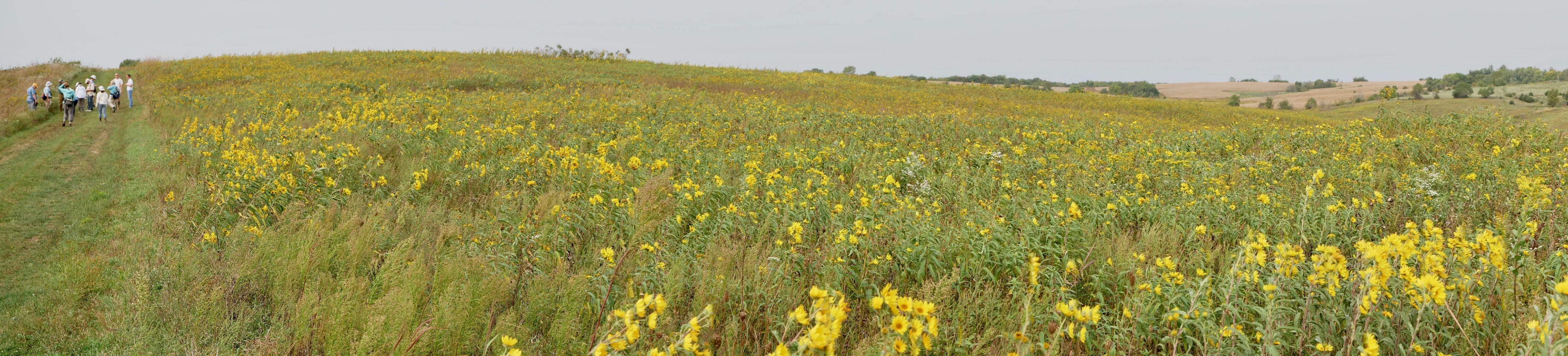 Prairie Plants Throughout Missouri From the Glaciated Plains to Pine