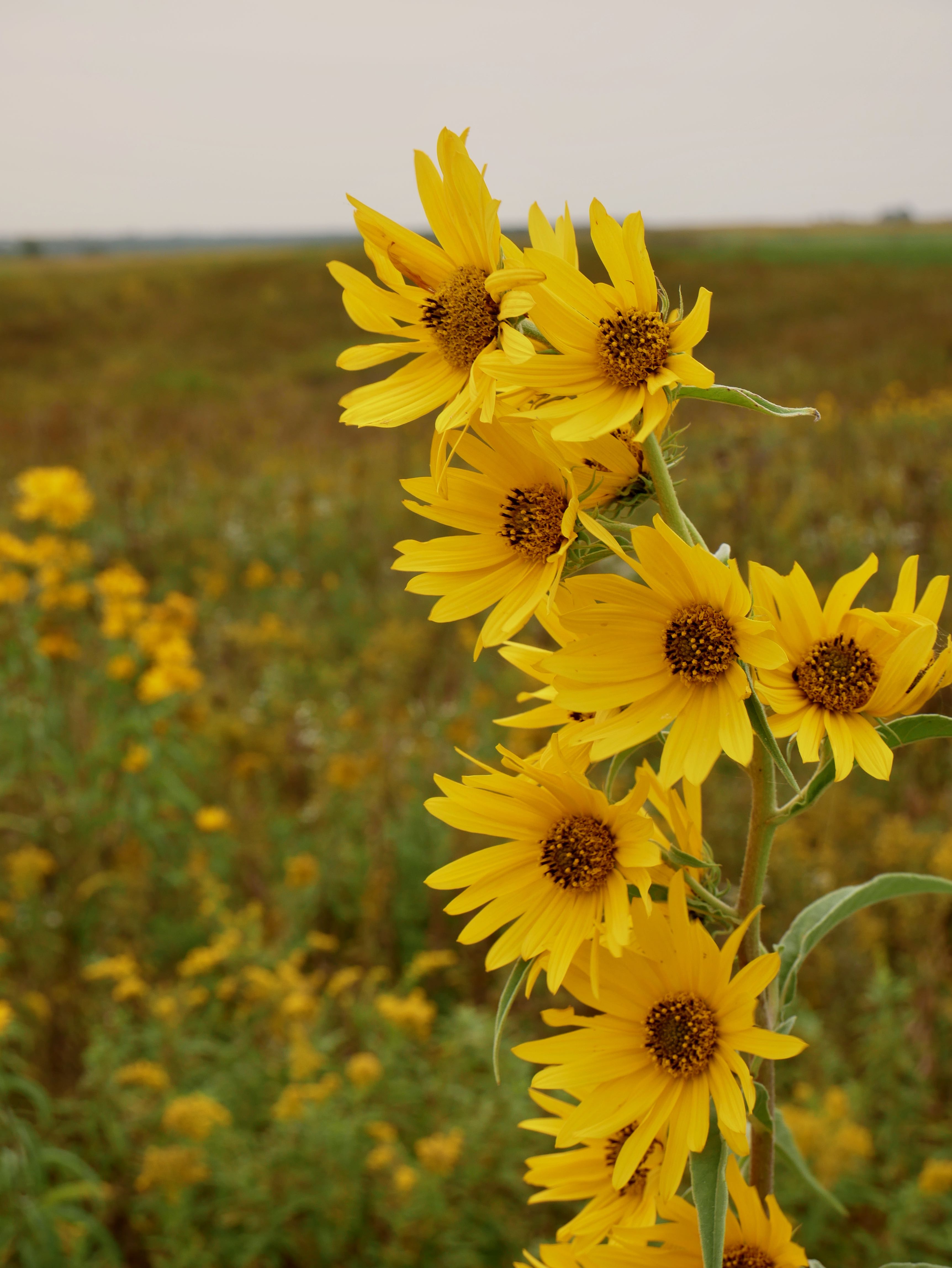 Prairie Plants Throughout Missouri From the Glaciated Plains to Pine