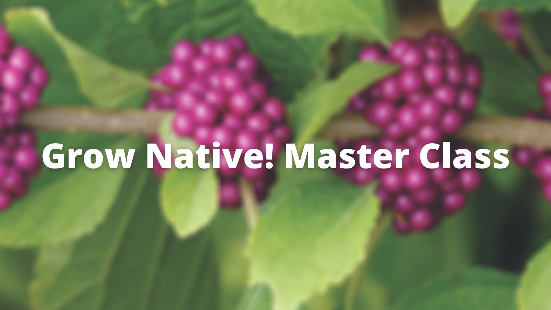 Grow Native! Master Class Native Shrubs of the Lower Midwest with Alan