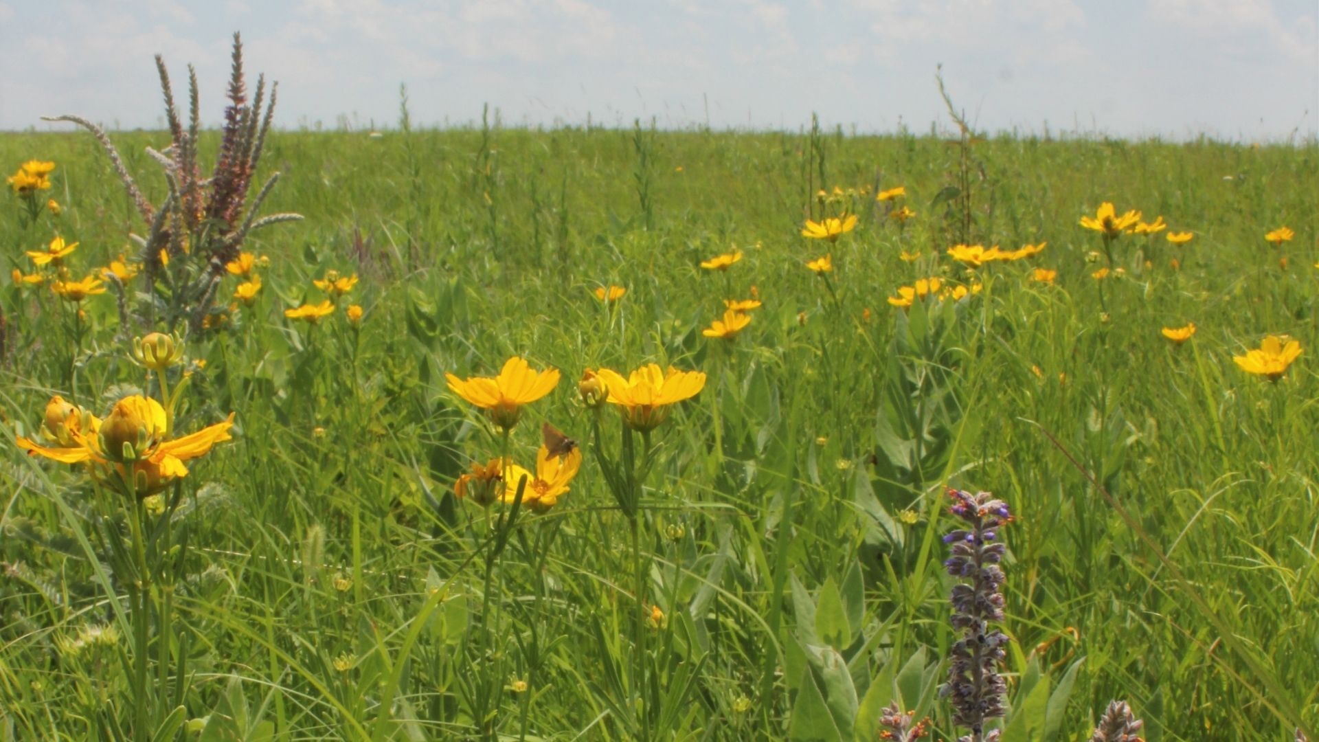 Bird Walk at Drovers' Prairie with Paige Witek Missouri Prairie Foundation