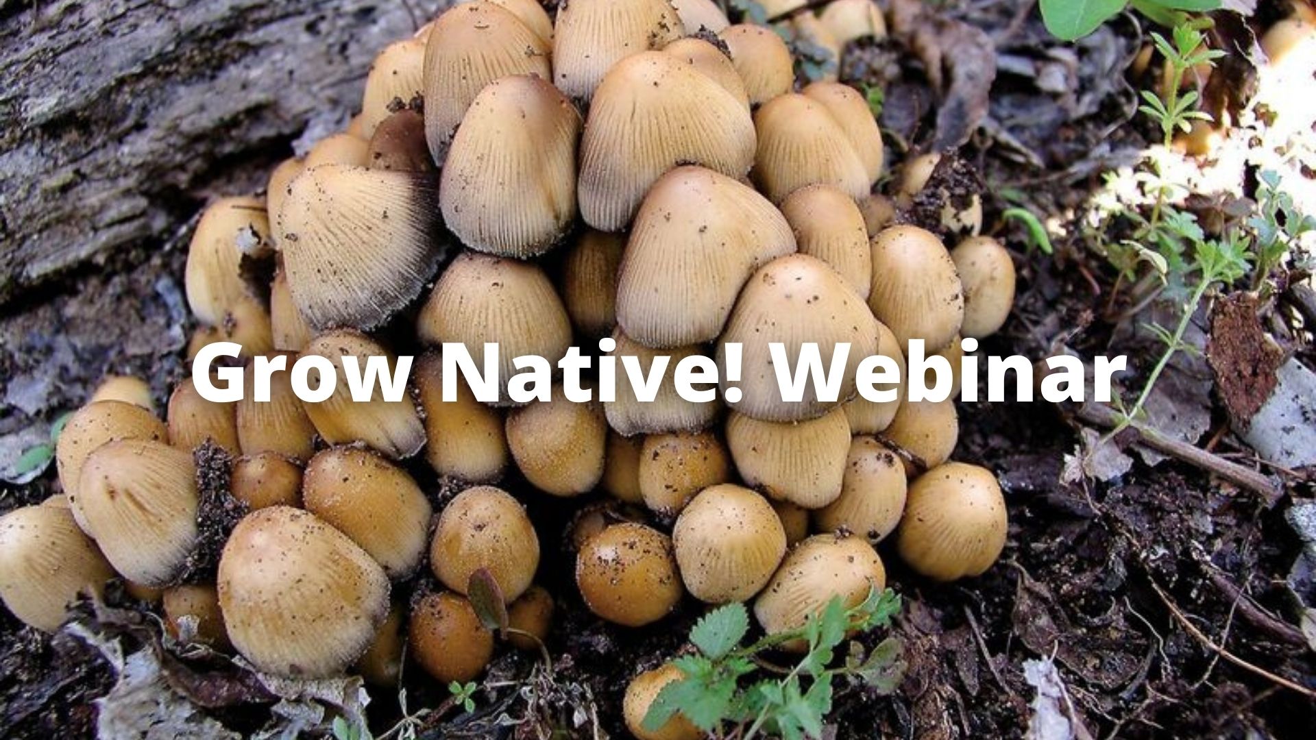 Grow Native! inar Mushrooms & Native Plants with Malissa Briggler
