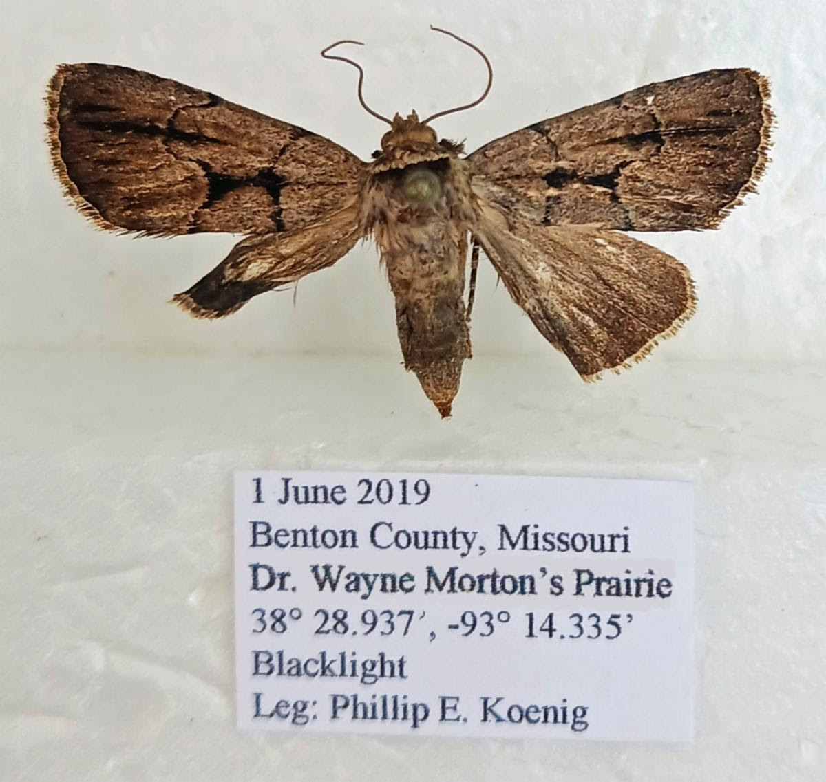 Moth Species New to Missouri Found on Prairie Missouri Prairie Foundation