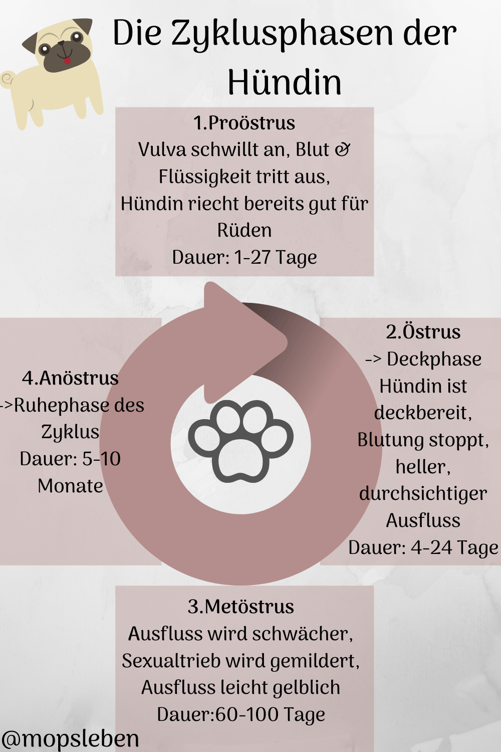 [Gesundheit] Läufigkeit beim Hund Mopsleben Der Hundeblog