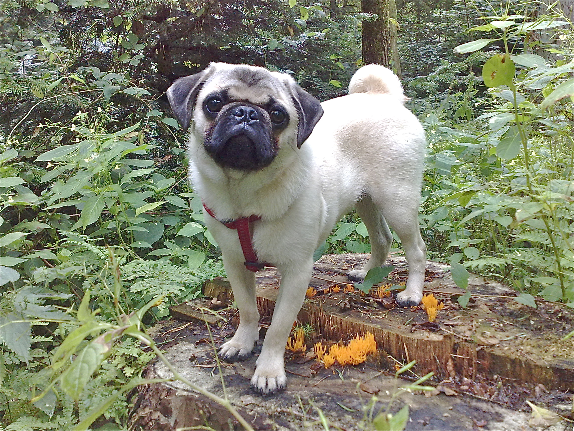 Odenwaldmops Startseite