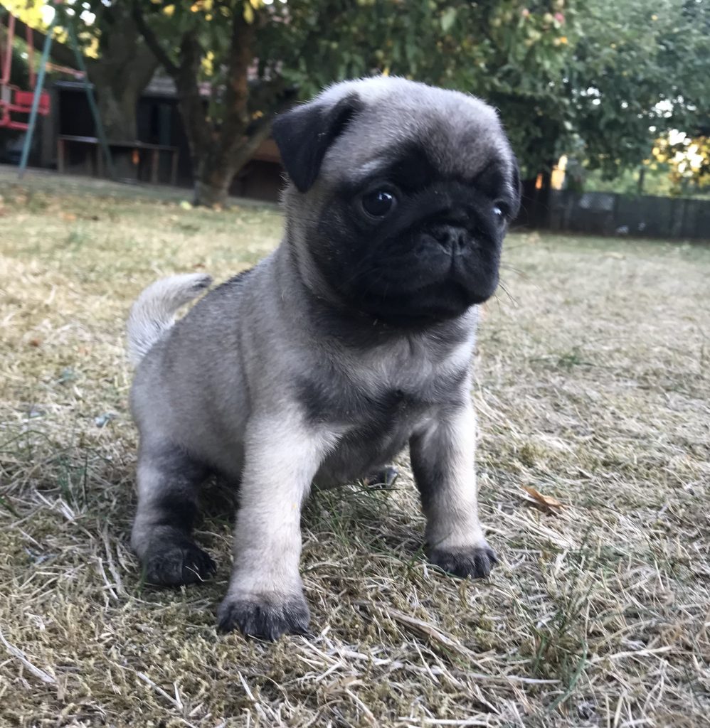 Mops Welpen vom Haus Oschatz