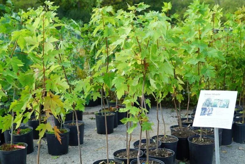 The Best Tree Care Tips and Techniques