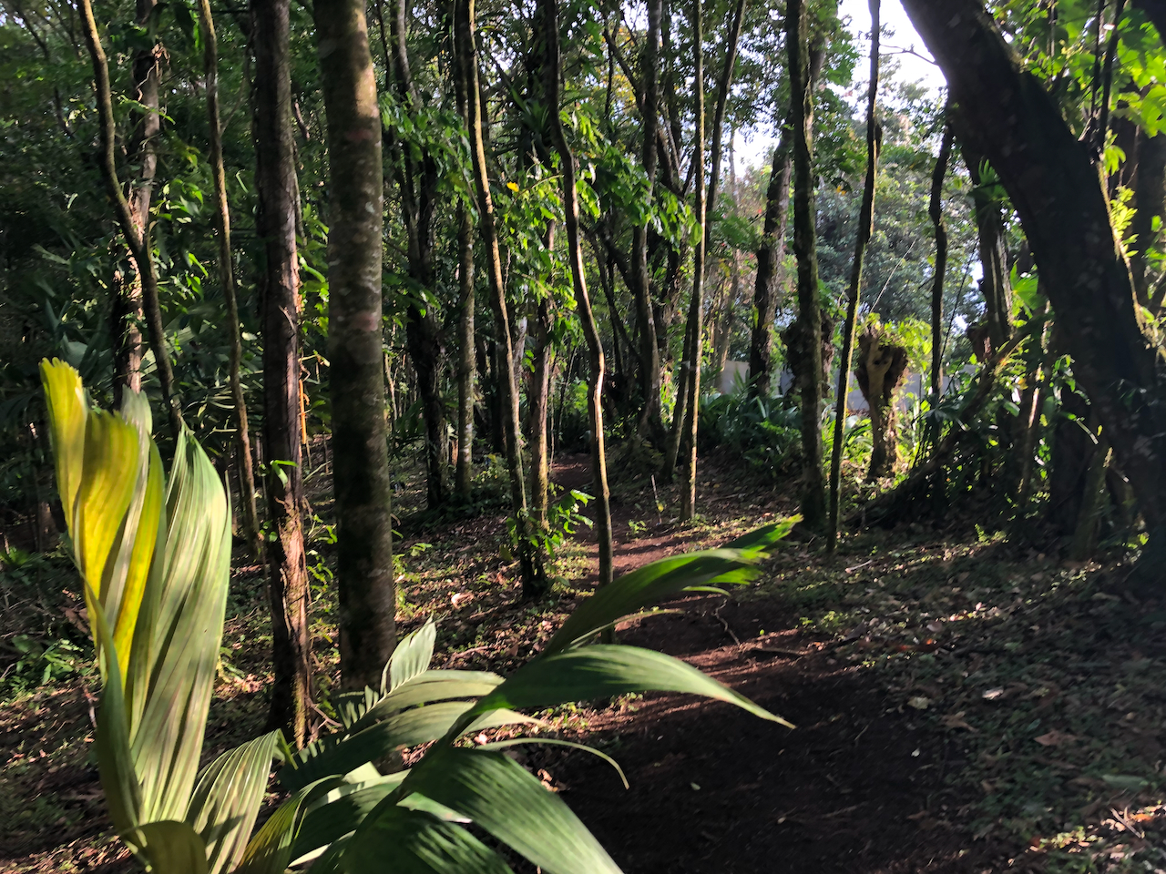 Forest Property Lake View 1.85 Acres Moran Real Estate Arenal