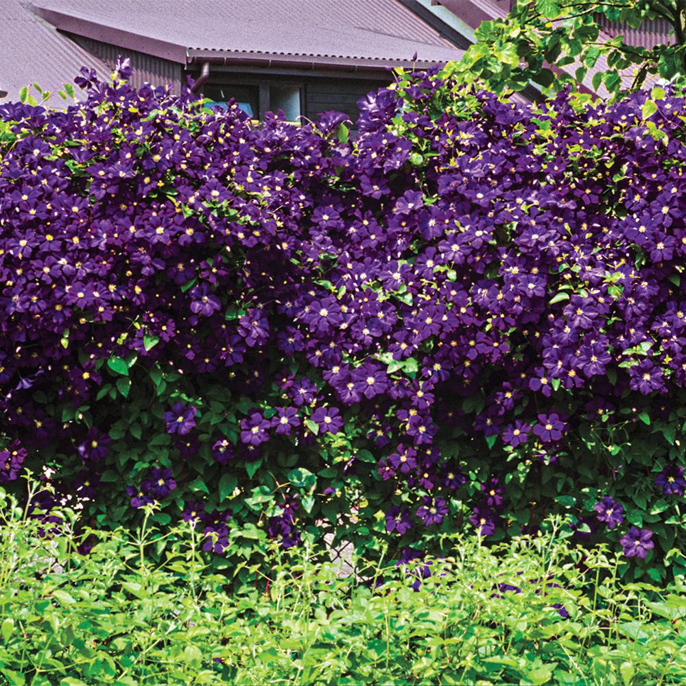 Clematis Morden Nurseries & Garden Centre