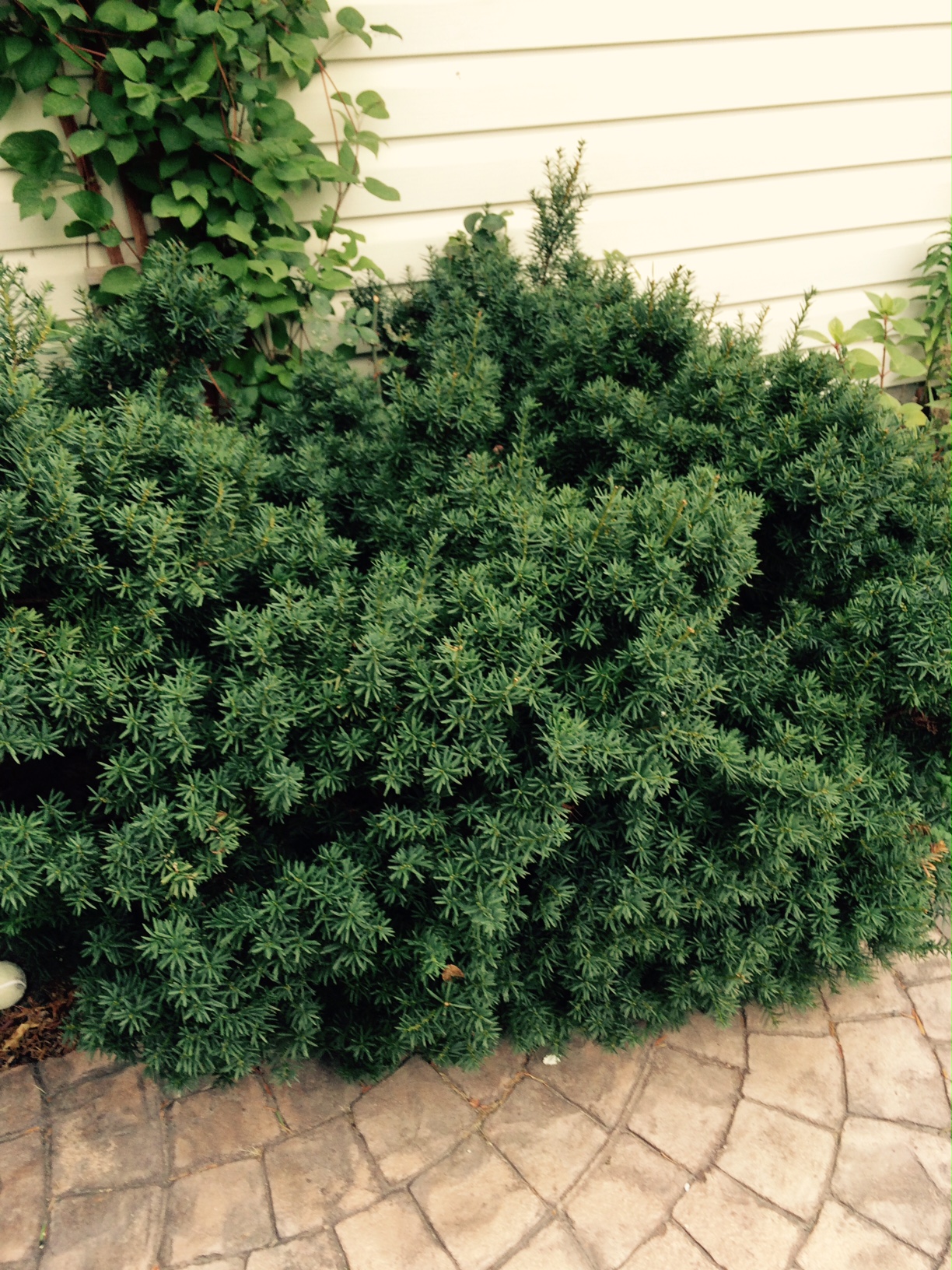 yew Morden Nurseries & Garden Centre