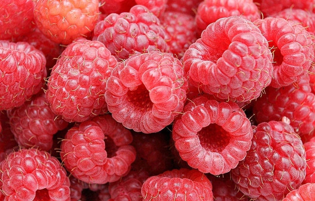 RASPBERRY ‘BOYNE’ Morden Nurseries & Garden Centre
