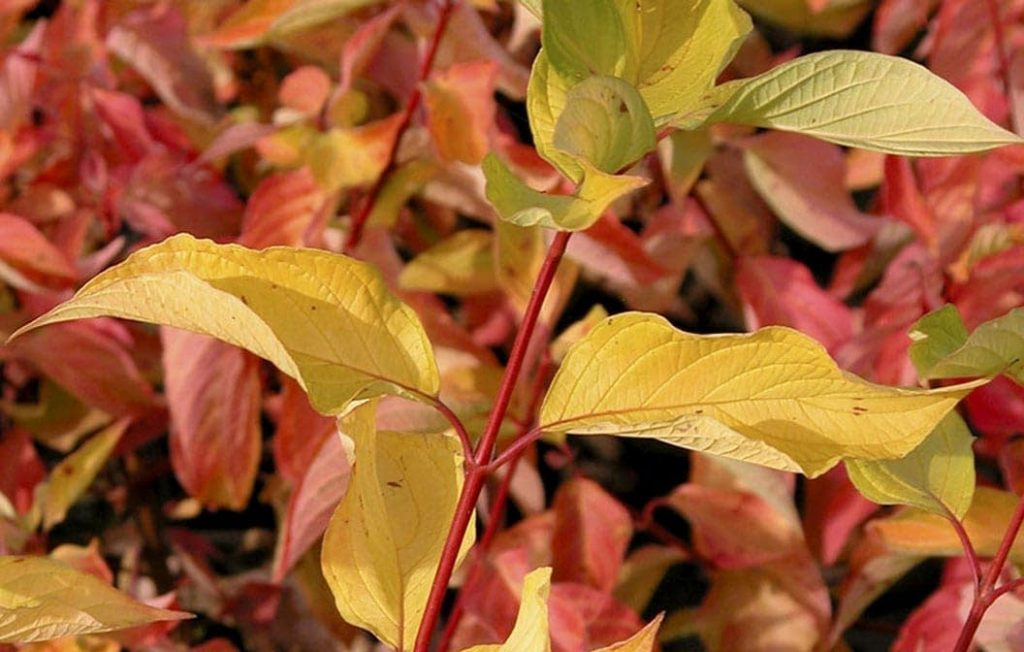 DOGWOOD ‘PRAIRIE FIRE’ Morden Nurseries & Garden Centre