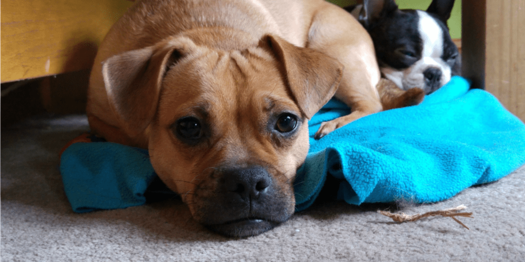 Are Jug Dogs Hypoallergenic?