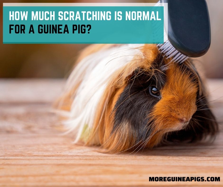 Skin Problems More Guinea Pigs