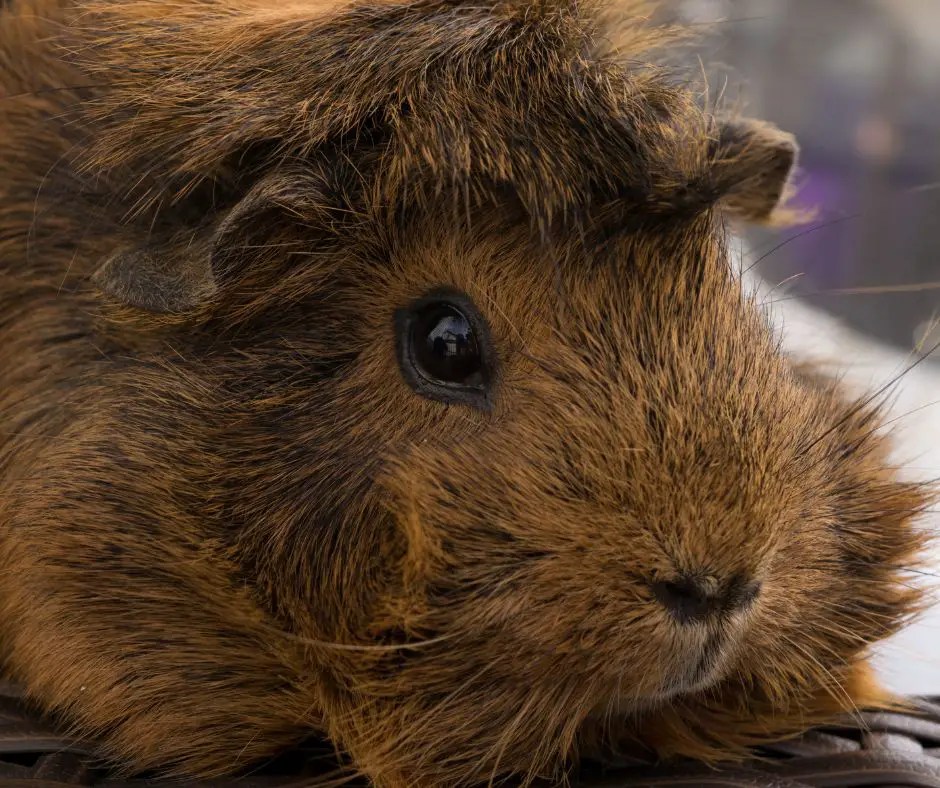 Do Guinea Pigs Hibernate? More Guinea Pigs