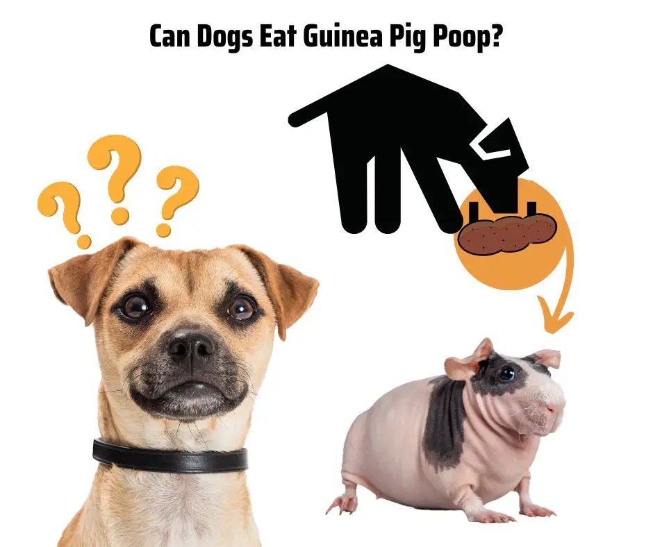 Do Guinea Pigs Eat Their Poop? 4 Fun Facts More Guinea Pigs