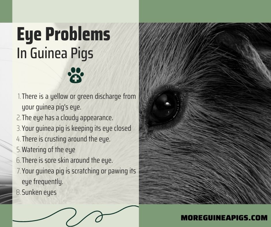 Why Does Your Guinea Pig Have Sunken Eyes? More Guinea Pigs
