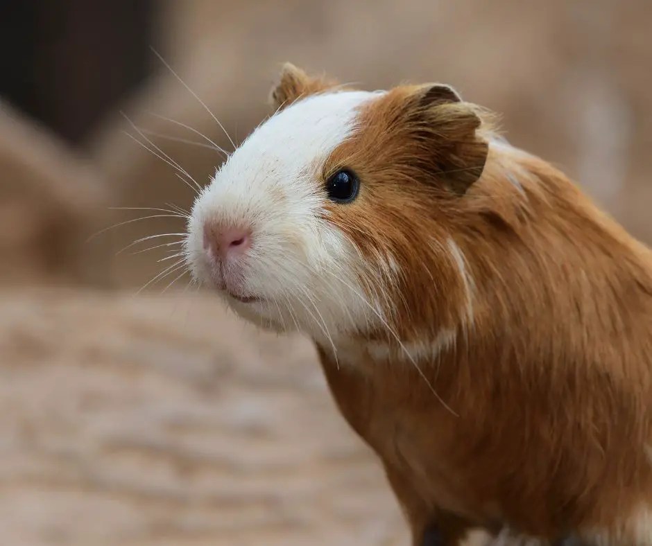 11 Common Guinea Pig Noises and Their Meaning More Guinea Pigs