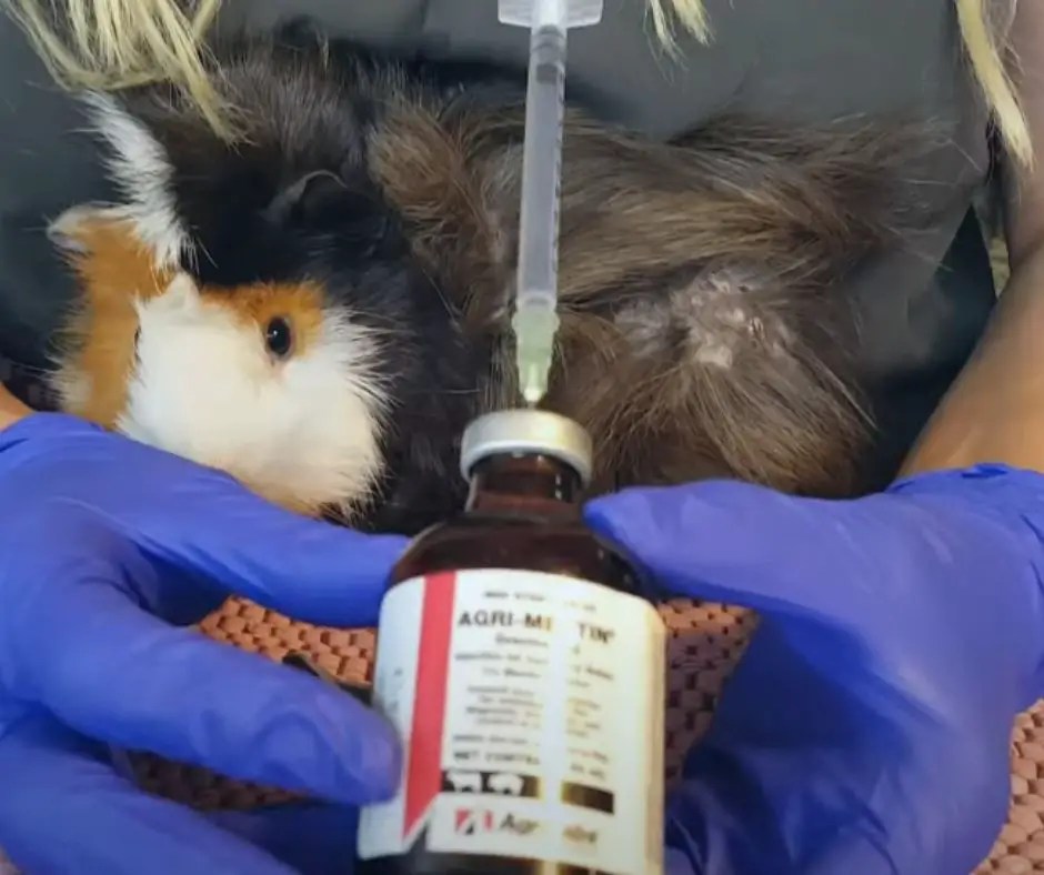 Guinea Pig Mites Signs, Causes, and Treatment More Guinea Pigs