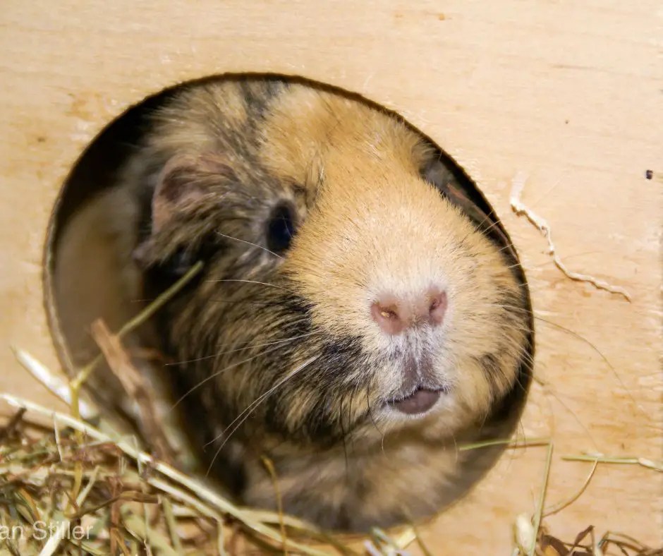 Do Guinea Pigs Hibernate? More Guinea Pigs