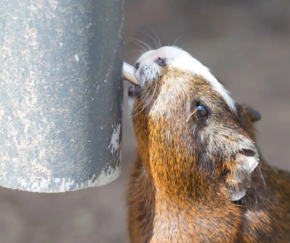 What Does it Mean When a Guinea Pig Drinks a Lot of Water? More
