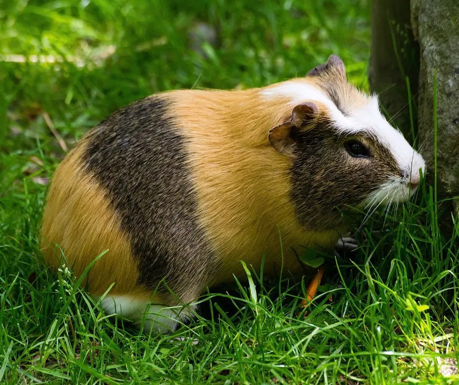 Guinea Pig Pee/Urine Everything You Need to Know More Guinea Pigs