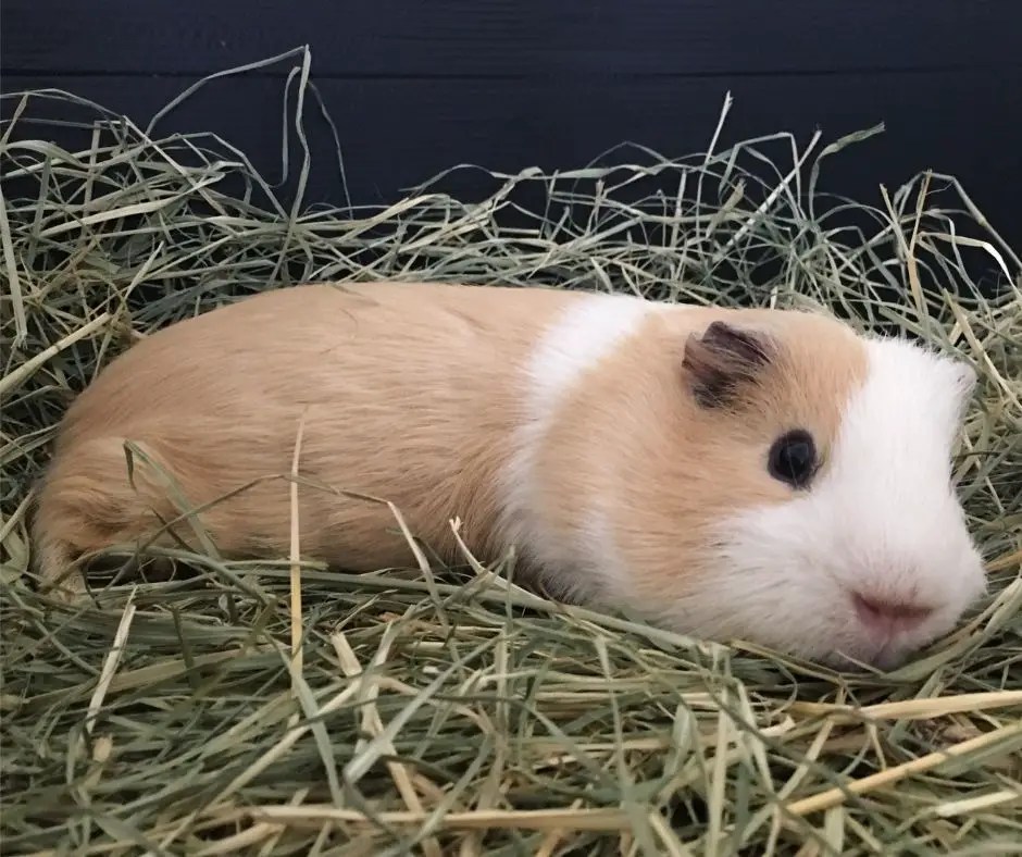 Everything To Know About Guinea Pig Sleeping Habits More Guinea Pigs
