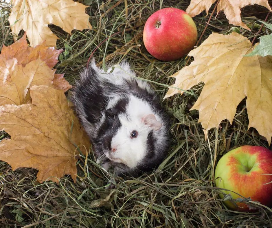Is Aspen Bedding Safe for Guinea Pigs? More Guinea Pigs