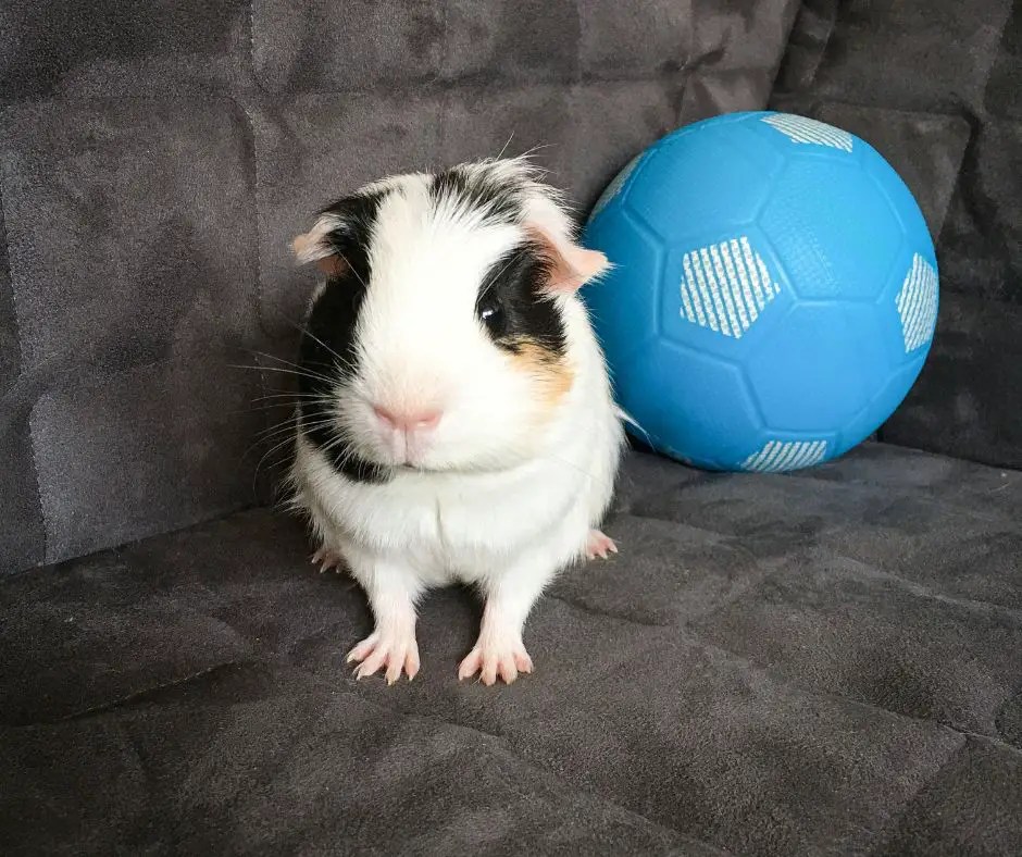 9 Best Guinea Pig Toys More Guinea Pigs