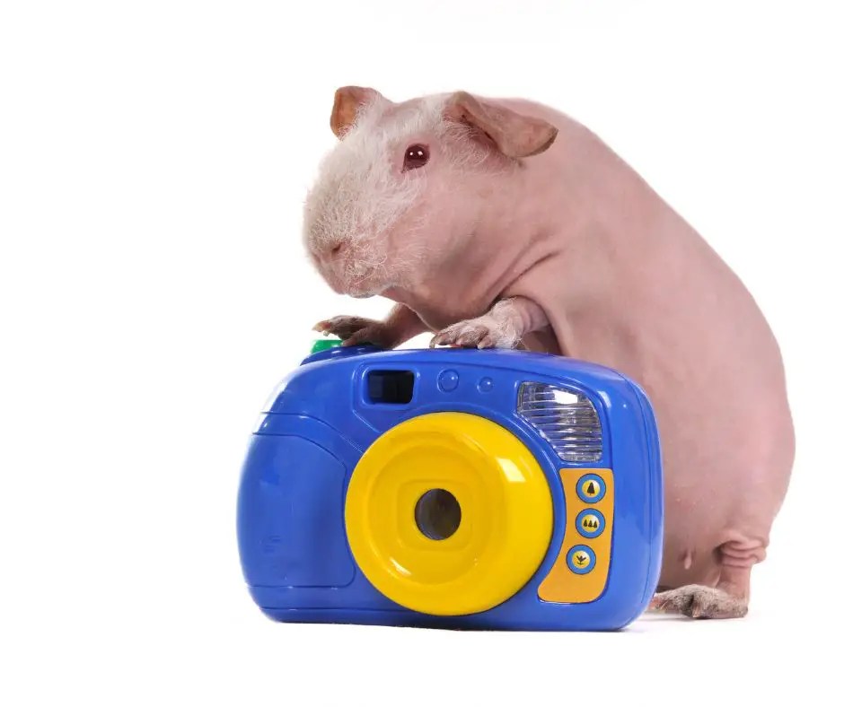 9 Best Guinea Pig Toys More Guinea Pigs