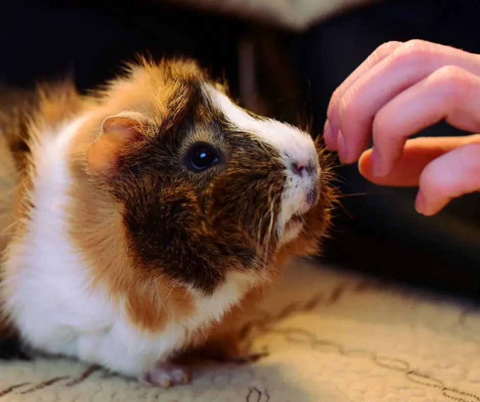 Can You Be Allergic To Guinea Pigs? More Guinea Pigs