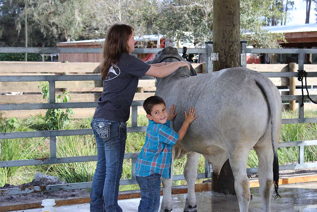 Calves For Sale Florida at Glenn Quimby blog