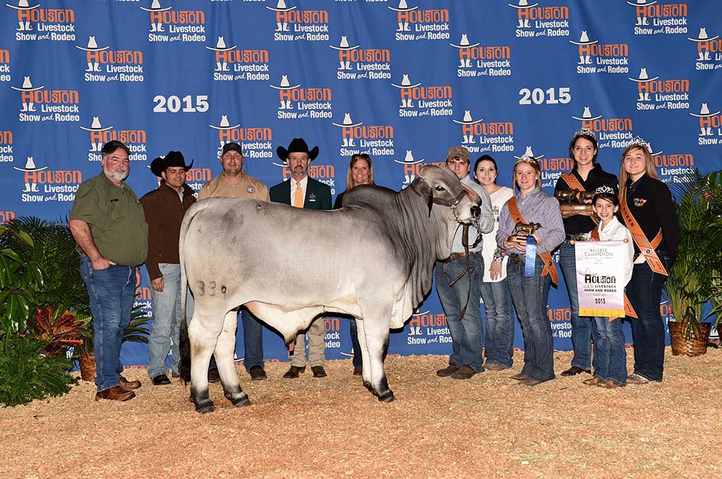 Fun and Show at the Houston, Texas, 2015 International Brahman Show