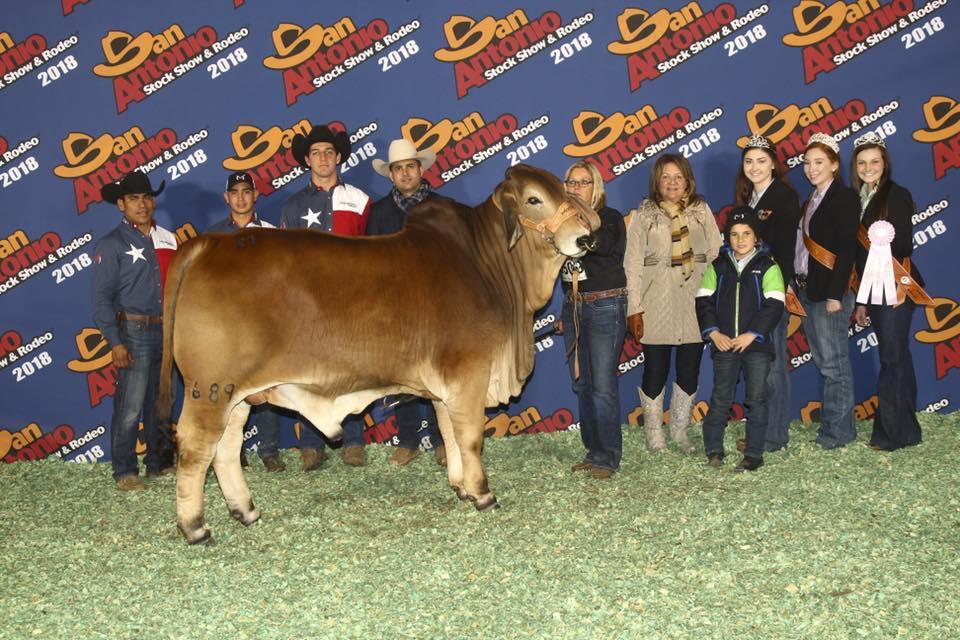 Reserve Calf Champion Red Bull Archives Moreno Ranches